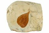 Fossil Mulberry Leaf (Morus) - Montana #268342-1